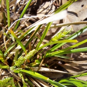 Carex breviculmis at Watson, ACT - 4 Sep 2023