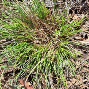 Carex breviculmis at Watson, ACT - 4 Sep 2023 10:18 AM