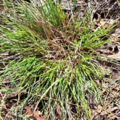 Carex breviculmis at Watson, ACT - 4 Sep 2023