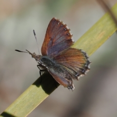 Paralucia crosbyi (Violet Copper Butterfly) at Rendezvous Creek, ACT - 6 Sep 2023 by RAllen