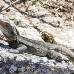 Intellagama lesueurii howittii (Gippsland Water Dragon) at Latham, ACT - 4 Sep 2023 by AlisonMilton