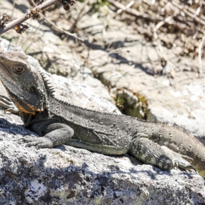 Intellagama lesueurii howittii (Gippsland Water Dragon) at Latham, ACT - 4 Sep 2023 by AlisonMilton