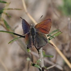 Paralucia spinifera (Bathurst or Purple Copper Butterfly) at Rendezvous Creek, ACT - 6 Sep 2023 by RAllen