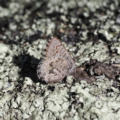 Paralucia crosbyi (Violet Copper Butterfly) at Rendezvous Creek, ACT - 6 Sep 2023 by RAllen