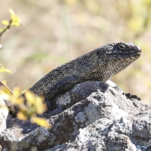 Egernia cunninghami at Latham, ACT - 4 Sep 2023