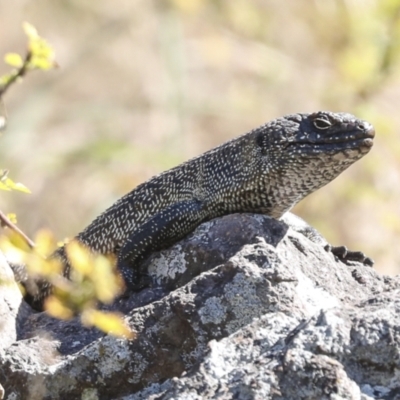 Egernia cunninghami (Cunningham's Skink) at Latham, ACT - 4 Sep 2023 by AlisonMilton