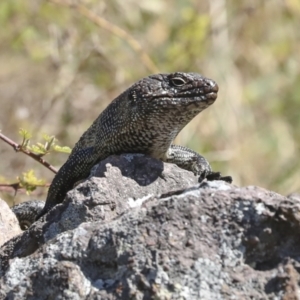 Egernia cunninghami at Latham, ACT - 4 Sep 2023 12:51 PM