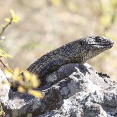 Egernia cunninghami at Latham, ACT - 4 Sep 2023 12:51 PM