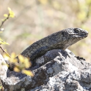 Egernia cunninghami at Latham, ACT - 4 Sep 2023