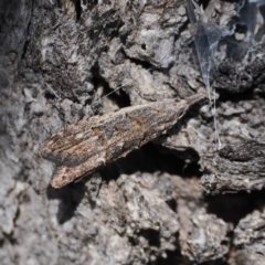 Carposina (genus) (A Fruitworm moth) at Rendezvous Creek, ACT - 6 Sep 2023 by RAllen