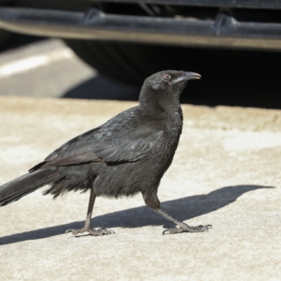 Corcorax melanorhamphos (White-winged Chough) at Holt, ACT - 4 Sep 2023 by AlisonMilton