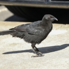 Corcorax melanorhamphos at Holt, ACT - 4 Sep 2023