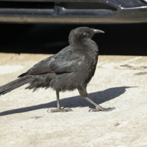 Corcorax melanorhamphos at Holt, ACT - 4 Sep 2023 03:21 PM