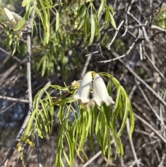 Pandorea pandorana (Wonga Wonga Vine) at Gundabooka National Park - 28 Aug 2023 by SimoneC