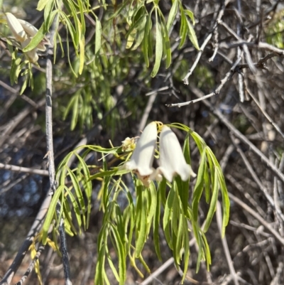 Pandorea pandorana (Wonga Wonga Vine) at Gundabooka National Parks - 28 Aug 2023 by SimoneC