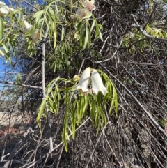 Pandorea pandorana at Gunderbooka, NSW - 28 Aug 2023 02:41 PM