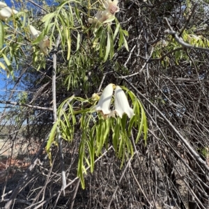 Pandorea pandorana at Gunderbooka, NSW - 28 Aug 2023 02:41 PM