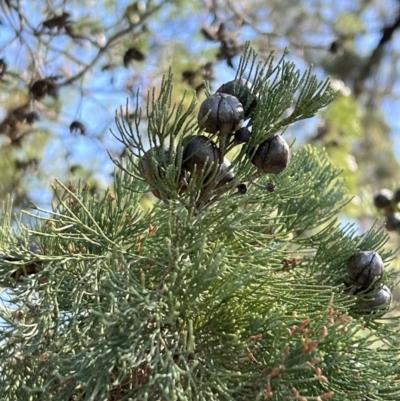 Callitris glaucophylla (White Cypress Pine) at Gundabooka National Park - 28 Aug 2023 by SimoneC