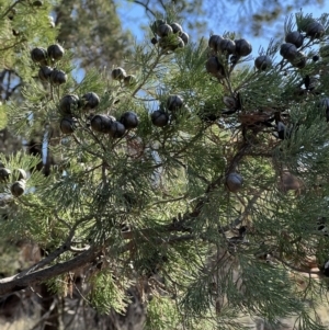 Callitris glaucophylla at Gunderbooka, NSW - 28 Aug 2023 02:33 PM