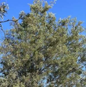 Callitris glaucophylla at Gunderbooka, NSW - 28 Aug 2023