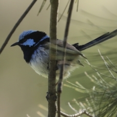 Malurus cyaneus (Superb Fairywren) at Umbagong District Park - 4 Sep 2023 by AlisonMilton