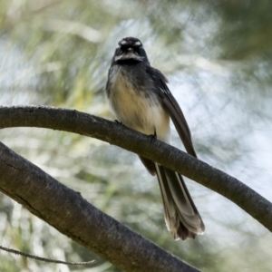 Rhipidura albiscapa at Latham, ACT - 4 Sep 2023