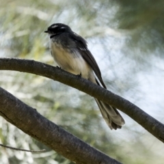 Rhipidura albiscapa at Latham, ACT - 4 Sep 2023 02:07 PM