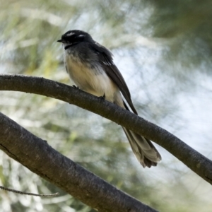 Rhipidura albiscapa at Latham, ACT - 4 Sep 2023 02:07 PM