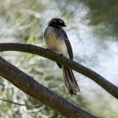 Rhipidura albiscapa at Latham, ACT - 4 Sep 2023 02:07 PM