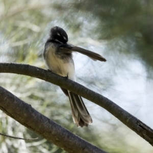 Rhipidura albiscapa at Latham, ACT - 4 Sep 2023 02:07 PM