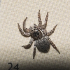 Maratus griseus (Jumping spider) at Macquarie, ACT - 2 Sep 2023 by AlisonMilton