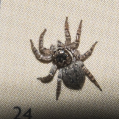 Maratus griseus (Jumping spider) at Macquarie, ACT - 2 Sep 2023 by AlisonMilton