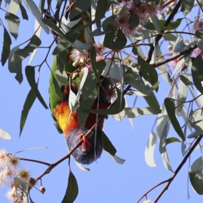 Trichoglossus moluccanus (Rainbow Lorikeet) at Higgins, ACT - 30 Aug 2023 by AlisonMilton