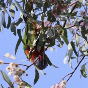 Trichoglossus moluccanus at Higgins, ACT - 30 Aug 2023 08:12 AM