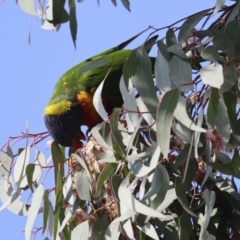 Trichoglossus moluccanus at Higgins, ACT - 30 Aug 2023