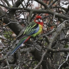 Platycercus eximius (Eastern Rosella) at Higgins, ACT - 29 Aug 2023 by AlisonMilton
