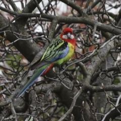 Platycercus eximius (Eastern Rosella) at Higgins, ACT - 30 Aug 2023 by AlisonMilton