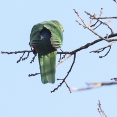 Alisterus scapularis (Australian King-Parrot) at Higgins, ACT - 30 Aug 2023 by AlisonMilton