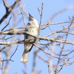 Philemon corniculatus (Noisy Friarbird) at Higgins, ACT - 29 Aug 2023 by AlisonMilton