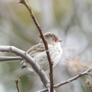 Malurus cyaneus at Higgins, ACT - 30 Aug 2023