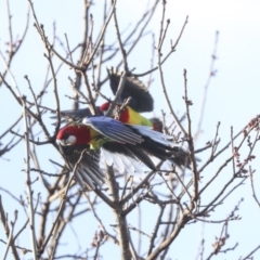 Platycercus eximius (Eastern Rosella) at Higgins, ACT - 29 Aug 2023 by AlisonMilton