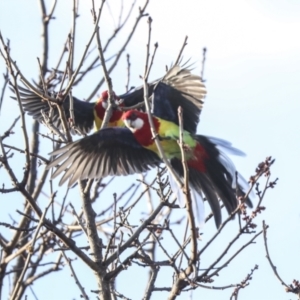 Platycercus eximius at Higgins, ACT - 30 Aug 2023