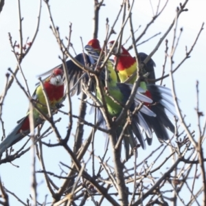 Platycercus eximius at Higgins, ACT - 30 Aug 2023