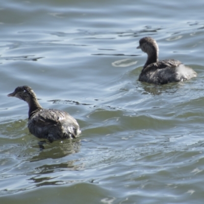 Poliocephalus poliocephalus (Hoary-headed Grebe) at Lake Ginninderra - 29 Aug 2023 by AlisonMilton