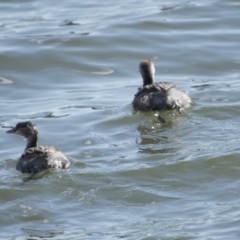 Poliocephalus poliocephalus at Belconnen, ACT - 29 Aug 2023