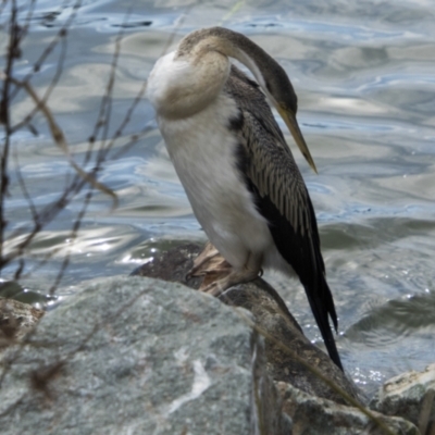 Anhinga novaehollandiae (Australasian Darter) at Belconnen, ACT - 29 Aug 2023 by AlisonMilton