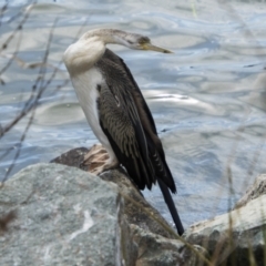 Anhinga novaehollandiae at Belconnen, ACT - 29 Aug 2023