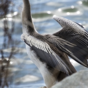 Anhinga novaehollandiae at Belconnen, ACT - 29 Aug 2023