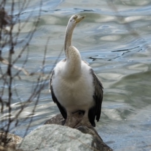 Anhinga novaehollandiae at Belconnen, ACT - 29 Aug 2023