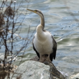 Anhinga novaehollandiae at Belconnen, ACT - 29 Aug 2023